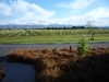 View from accommodation in Blenheim